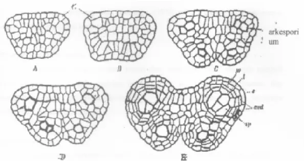Gambar 8.4. Struktur dan perkembangan kepala sari pada tumbuhan Angiospermae  A1, B1 : Jaringan meristematis dikelilingi epidermis 