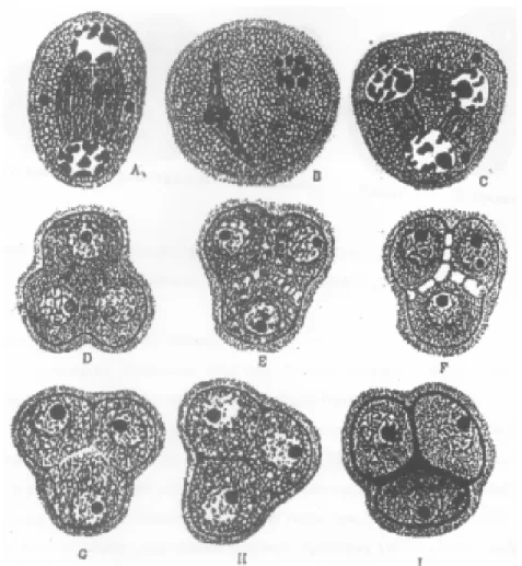 Gambar  8.7  pembentukan  dinding  pollen  setelah  pembelahan  sel  induk  mikrospora  tipe simultan 