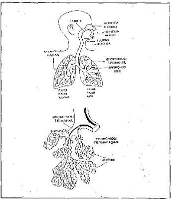 Gambar 2 : Sistem saluran pernafasan manusia   5.  Dampak Pencemaran Partikel 