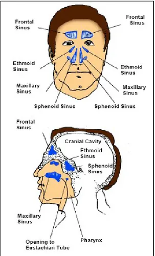 Gambar 2.  lubang sinus di kepala