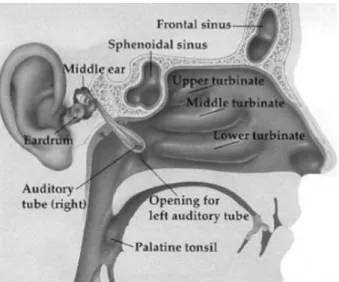 Gambar 1. Penampang sagital dari hidung dan sinus paranasal. 6 