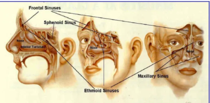 Gambar 1. Memperlihatkan anatatomi beberapa sinus paranasal  Klasifikasi 