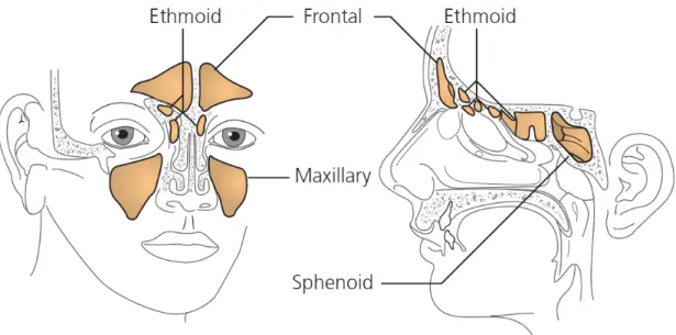 Gambar 2.1. Anatomi Sinus Paranasal (Patel, 2007)