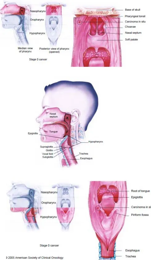 Gambar 1. Anatomi Kepala dan Leher (Forastiere &amp; Marur, 2008) 