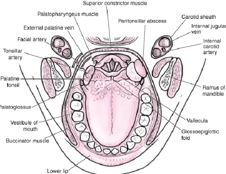 Gambar 2. Hubungan abses peritonsil terhadap struktur sekitarnya.  (Reichman EF, Simon  RR: Emergency Medicine Precedures) 