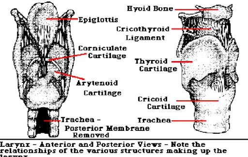 Gambar 2.1 Tulang dan Kartilago-Kartilago Laring  Sumber : http://www.virtualpediatrichospital.org/providers/ElectricAirway/AnatIm ages/LarynxGrossAnatomy.jpg   