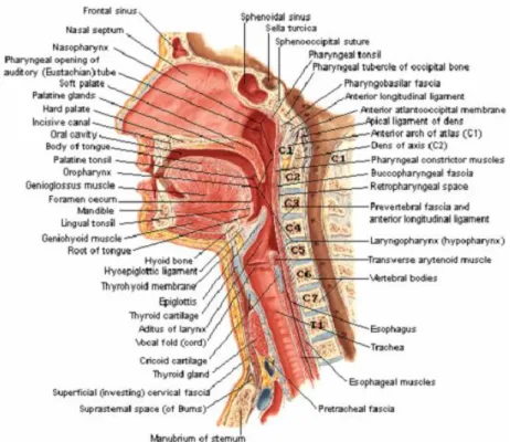 Gambar 1. Anatomi nasofaring (dikutip dari Netter) 