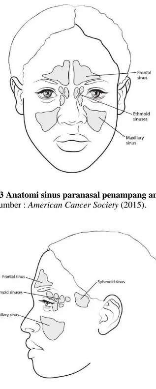Gambar 2.4 Anatomi sinus paranasal penampang lateral. 