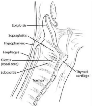 Gambar 2.5 Anatomi laring   Sumber : American Cancer Society (2015). 