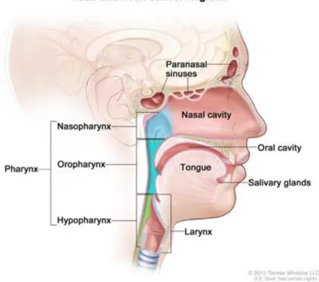 Gambar 2.1. Regio kanker kepala dan leher  Sumber : National Cancer Institute (2015). 