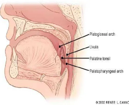 Gambar 1. Anatomi Tonsil Palatina dan jaringan sekitarnya.