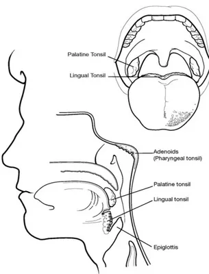 Gambar 2. Anatomi Tonsil 