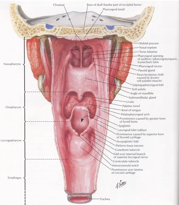 Gambar 2.2 Anatomi Faring Bagian Posterior  Atlas of Human Anatomy 4 TH  Edition 