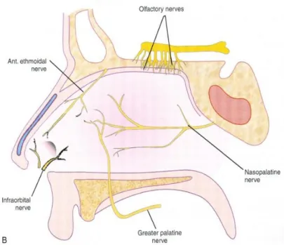Gambar 2.6. Persarafan hidung. (A) Ganglion sfenopalatina berada pada  bagian ujung posterior dari konka media mensuplai sebagian besar 2/3 