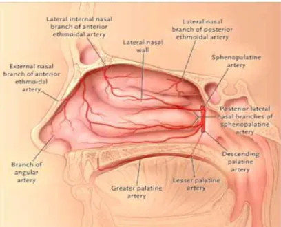 Gambar 2.5. Pembuluh darah daerah dinding lateral hidung (Schlosser  dan Woodworth, 2009) 