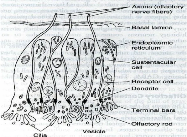Gambar 2.3 Membran mukus dari neuroepitel olfaktorius (Ganong 2008: 195). 