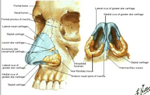 Gambar 2.1. Anatomi Hidung  Sumber: Frank Netter, 2010 