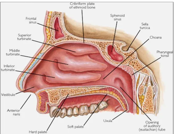 Gambar 2.1 Anatomi Hidung Dalam 