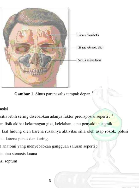 Gambar 1. Sinus paranasalis tampak depan  5 