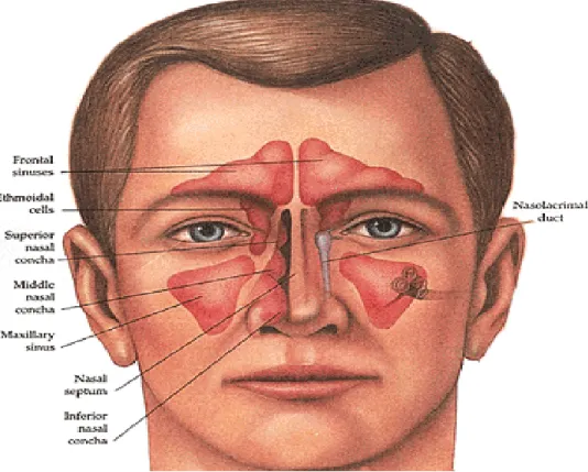 Gambar 2.1. Anatomi hidung dan sinus ( ARS, 2011) 