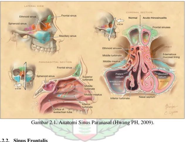 Gambar 2.1. Anatomi Sinus Paranasal (Hwang PH, 2009). 