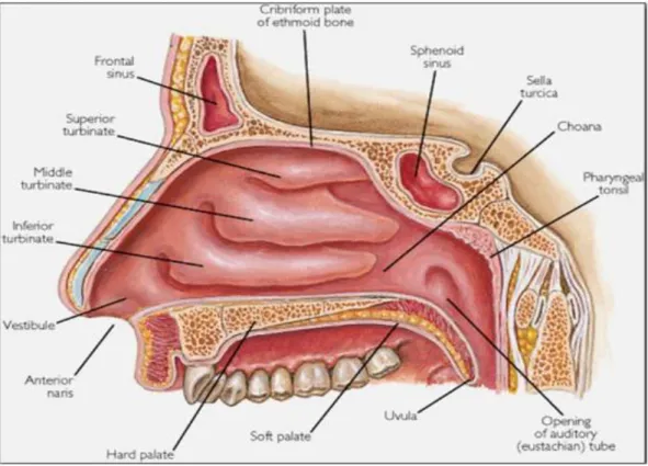 Gambar 1. Anatomi Hidung Dalam 