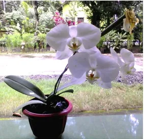Gambar 1. Phalaenopsis amabilis (L.) Blume (Dokumentasi pribadi, 2016). 