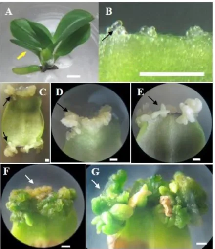 Gambar 1. Perkembangan embrio somatik pada daun anggrek P. “Sogo Vivien” secara in vitro