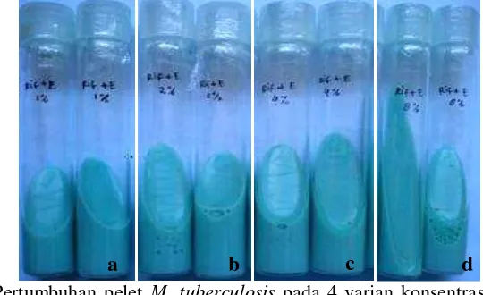   Gambar 4 Pertumbuhan pelet M. tuberculosis pada 4 varian konsentrasi ekstrak yang 