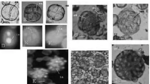 Gambar 4.  Tahap-tahap pembelahan embrio pada medium embriogenesis; (A-C) tahap 2,3,4 sel dilihat   dengan mikroskop cahaya;  ss