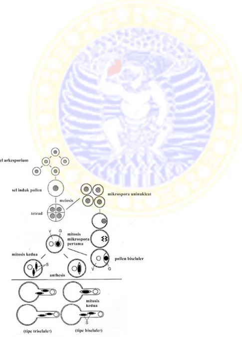 Gambar 2.8 Diagram representatif perkembangan mikrospora dan gametogenesis jantan diawali dengan sel arkesporium (Tanaka, 1993).