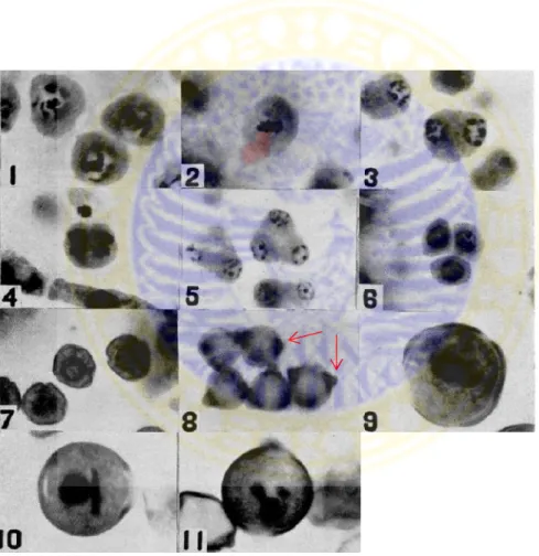 Gambar  2.9 Perkembangan  mikrospora  pada Capsicum  frutescens L.  (Lengel, 1960). 1.Sel induk mikrospora (mendekati ×350), 2