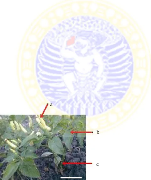 Gambar 2.1 Habitus tanaman cabai rawit,a: buah, b: daun, c: batang, bar: 5 cm.