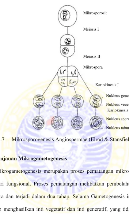 Gambar 2.7 Mikrosporogenesis Angiospermae (Elrod &amp; Stansfield, 2007).