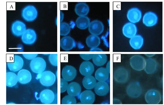 Gambar 3 Fase perkembangan  mikrospora kedelai. (A) fase berinti tunggal awal-tengah,  (B)  fase  berinti  tunggal  akhir,  (C)  fase  berinti  dua  awal  (D)  fase  berinti  dua  akhir (E) polen dewasa, (F) fase polen tanpa inti