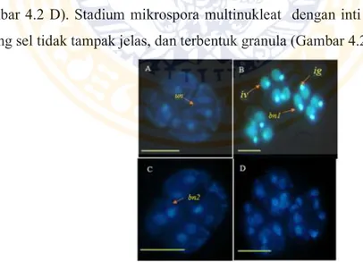 Gambar  2.  Stadium  perkembangan  mikrospora,  A-F  menggunakan  pengecatan  DAPI,  (A)  mikrospora  uninukleat,  (B)  mikrospora  binukleat  asimetri,  (C)  mikrospora  binukleat  simetri,  (D)  mikrospora  multinukleat,  (un)  stadium  uninukleat; (bn1)