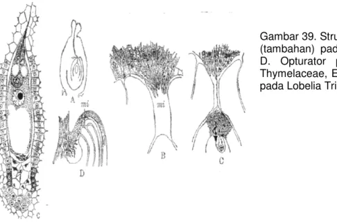 Gambar 39. Struktur asesoris  (tambahan)  pada  ovulum  A D.  Opturator  pada  familia  Thymelaceae, E