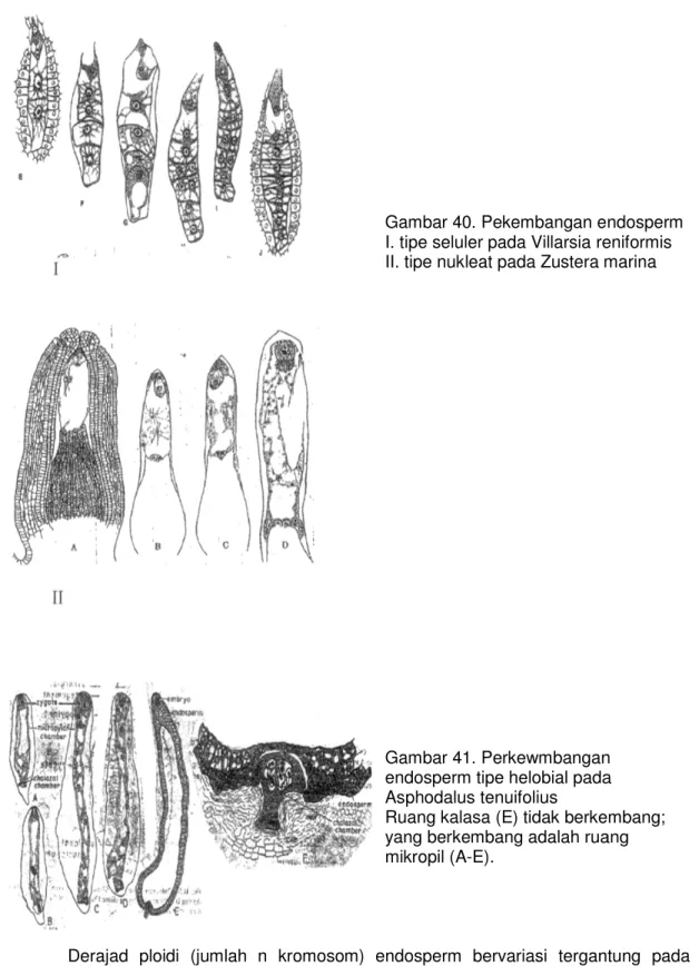 Gambar 40. Pekembangan endosperm I. tipe seluler pada Villarsia reniformis II. tipe nukleat pada Zustera marina