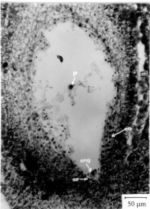 Gambar 6. Penampang memanjang ovarium yang menunjukkan stadium kantung  embrio dewasa (tanpa sel telur)
