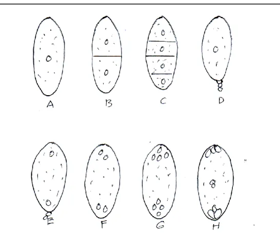 Gambar 7.  Bagan megasporogenesis dan megagametogenesis.  