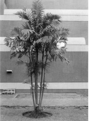 Gambar 1. Habitus  Pinanga coronata  yang digunakan dalam penelitian 