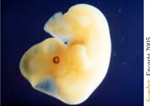 Gambar 1.17     Bentuk embrio pada  minggu