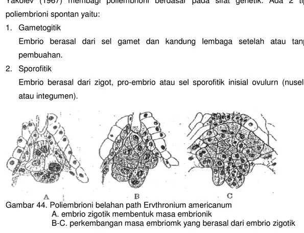 Gambar 44. Poliembrioni belahan path Ervthronium americanum A. embrio zigotik membentuk masa embrioni B-C