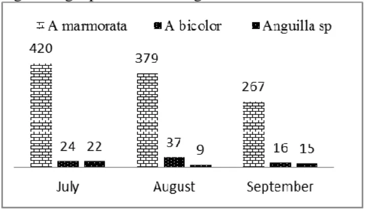 Gambar 2. Jumlah hasil tangkapan glass eel pada Bulan Juli sampai September 2017  Struktur Ukuran Panjang Total (TL) 