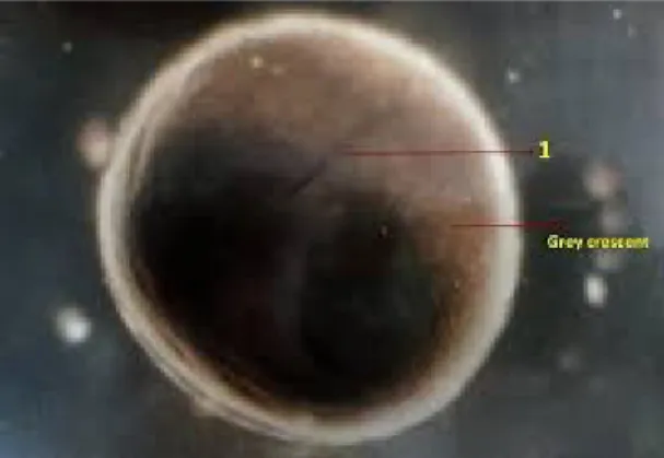 Gambar grey crusent pada blastula (Champbell, A., et al. 2008)