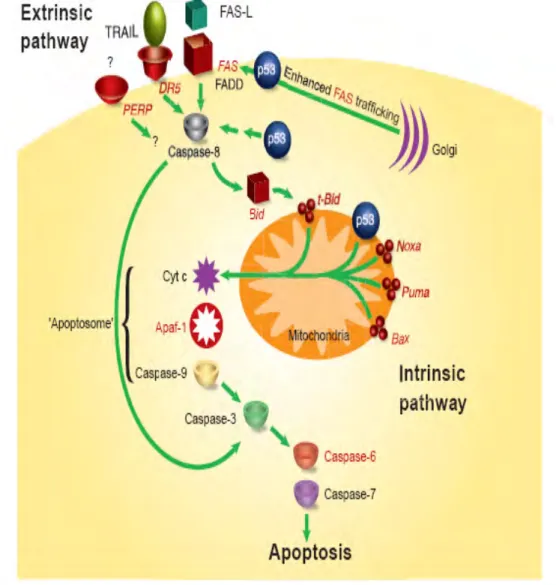 Gambar 7. Dua jalur apoptosis (jalur ekstrinsik dan intrinsik) (Haupt et al. 2003). 