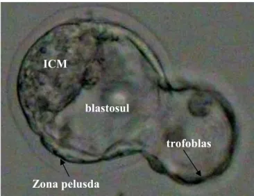 Gambar 2 Proses nidasi blastosis dari zona pelusida 