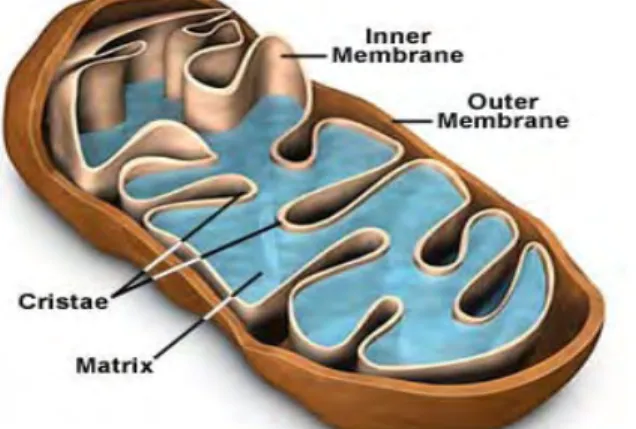 Gambar 5 Struktur mitokondria (Davidson 2006). 