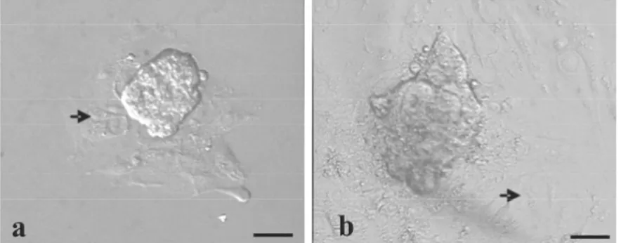 Gambar 1. Pertumbuhan sel-sel trofoblas didalam medium kultur in vitro.