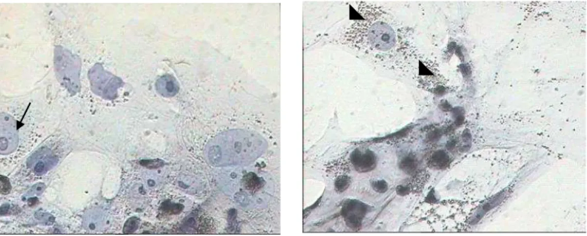 Gambar 3 Pola distribusi mitokondria pada sel-sel trofoblas. (a) sel-sel trofoblas dari blastosis  nidasi dengan distribusi mitokondria homogen, (b) sel-sel trofoblas dari trofoblas gagal nidasi  dengan distribusi mitokondria yang heterogen